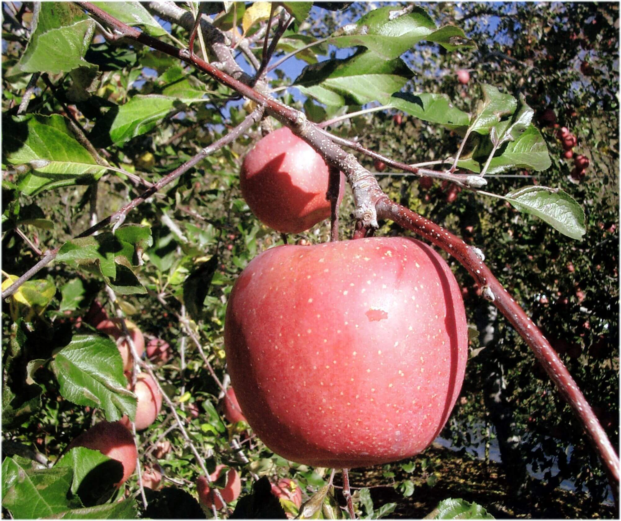 ขนมและผลไม้ตามฤดูกาล