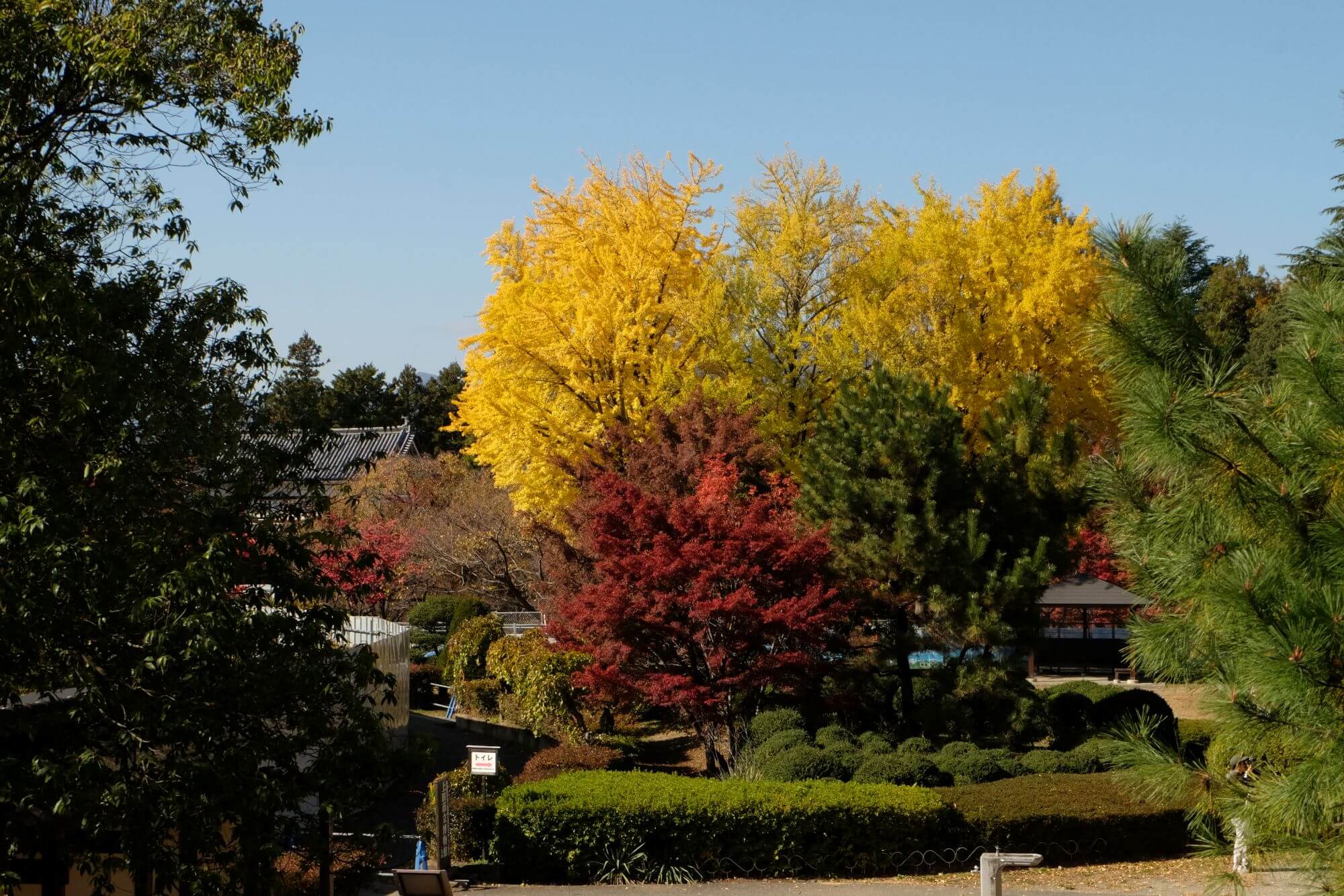 รู้ไว้ก่อนไปชมใบไม้เปลี่ยนสีที่สวนปราสาทอูเอดะ