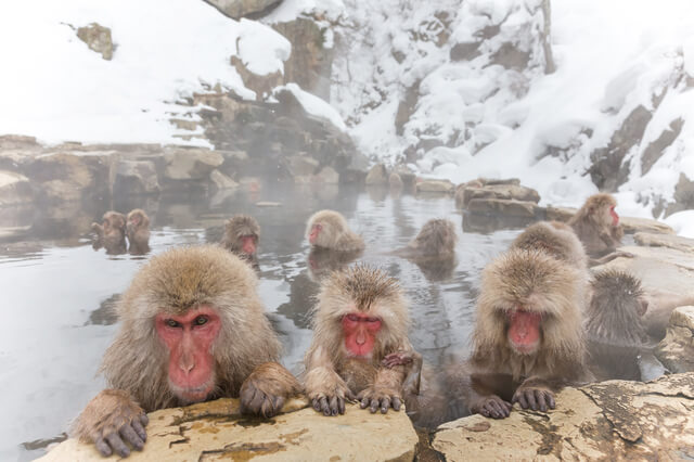 การเดินทางจาก Snow Monkey (สวนลิงจิโกคุดานิ) สู่เมืองอูเอดะ